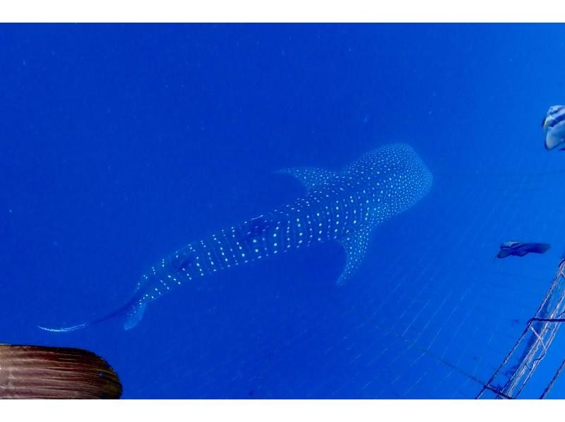 ฉลามวาฬเกาะโอกินาว่า "ประสบการณ์" ดำน้ำの紹介画像