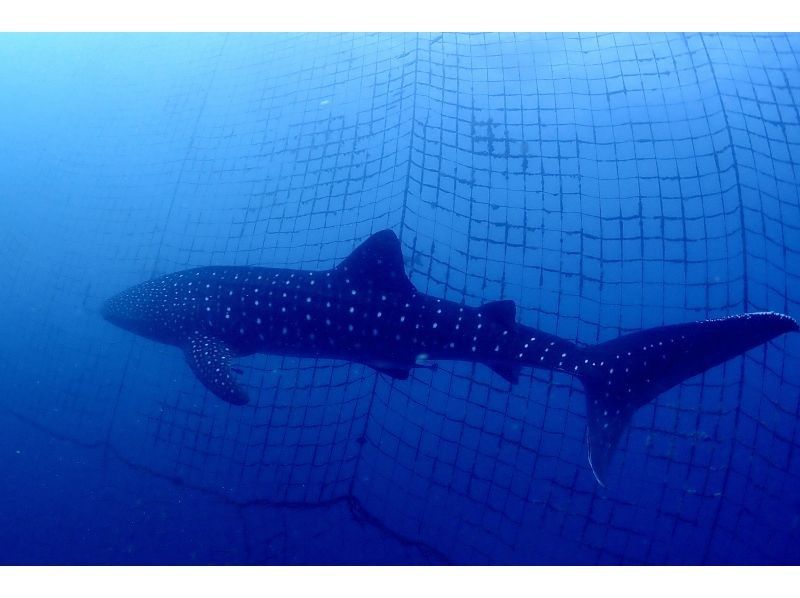 오키나와 본섬 고래 상어 "체험"다이빙 | 큰 박력의 고래 상어를 먹을 수 있을 정도의 거리에서 ✨흥분과 감동 틀림없음の紹介画像