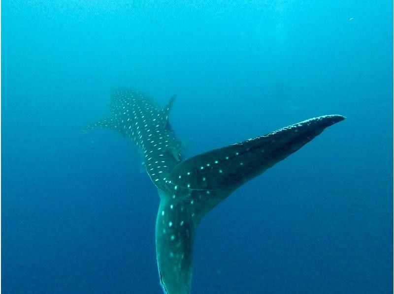오키나와 본섬 고래 상어 "체험"다이빙 | 큰 박력의 고래 상어를 먹을 수 있을 정도의 거리에서 ✨흥분과 감동 틀림없음の紹介画像