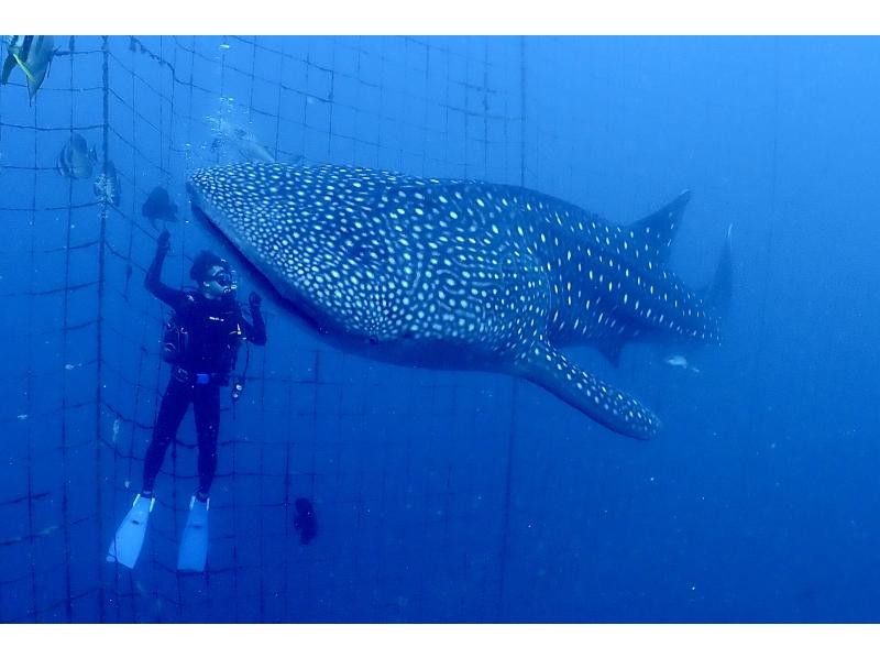 ฉลามวาฬเกาะโอกินาว่า "ประสบการณ์" ดำน้ำの紹介画像
