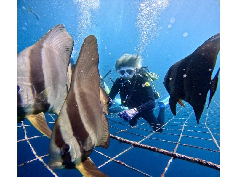 Okinawa main island whale shark "experience" divingの紹介画像