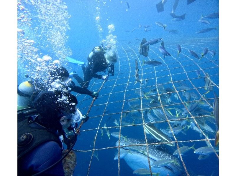 Okinawa main island whale shark "experience" divingの紹介画像