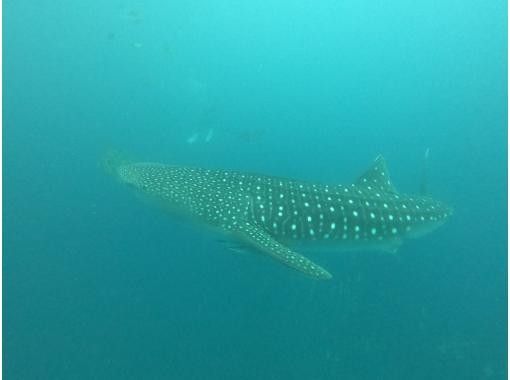 Okinawa Main Island Whale Shark Fun Diving