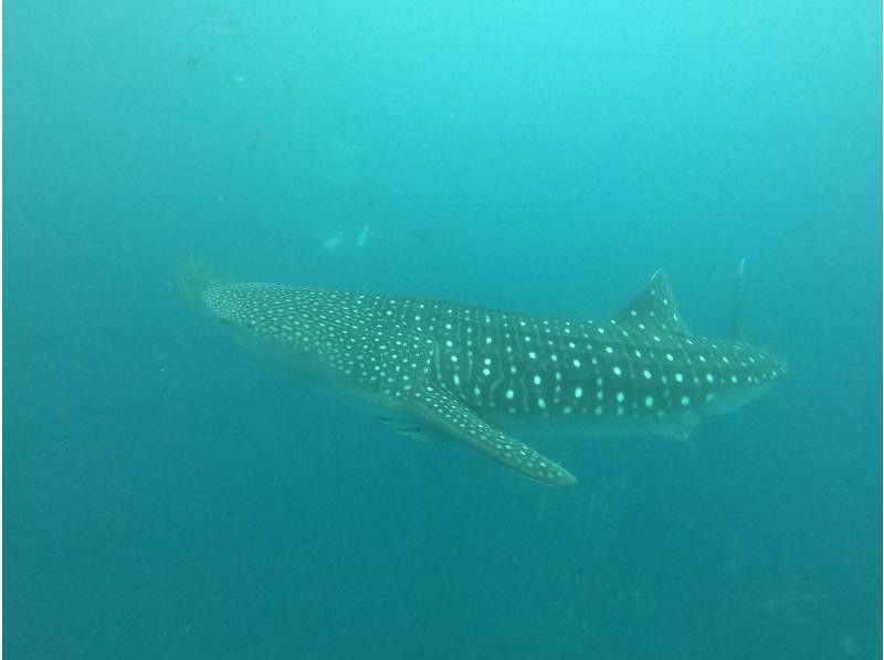 Okinawa Main Island Whale Shark "Fun" Diving ✨ you will be excited and impressed ✨ 