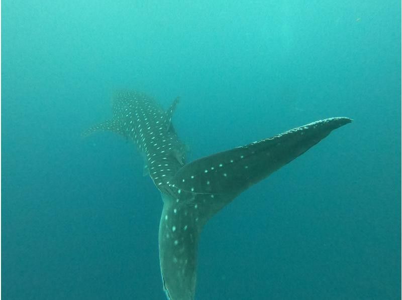 Okinawa Main Island Whale Shark "Fun" Diving | At a distance where you can eat a powerful whale shark ✨ There is no doubt that you will be excited and impressed ✨ Any number of photos and videos are freeの紹介画像