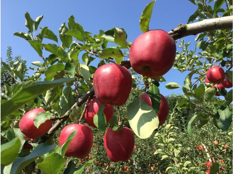 [Gunma/Numata] All-you-can-eat apple picking for 30 minutes and pork barbecue. In addition, a parfait-making experience is included. Noisily full stomach plan with friends and family!の紹介画像