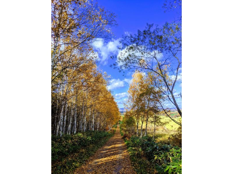 [Hokkaido Biei] Let's walk refreshingly! Biei Patchwork Hill Walk (Takushinkan Course)の紹介画像
