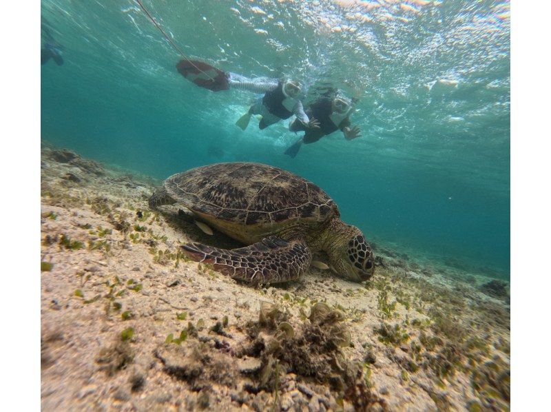 奄美大島★船でしか行けないコウトリビーチ【当日予約可能】ボートチャーター6名乗り(貸切3時間）ドローン空撮、GoPro動画での無料撮影付き！の紹介画像