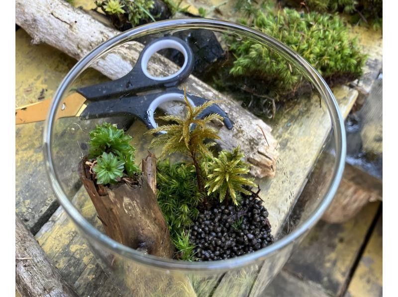 [Nagano, Lake Shirakaba] Moss terrarium making experience Even if you are alone, you are welcome! A workshop that parents and children can do Moss terrarium making experienceの紹介画像
