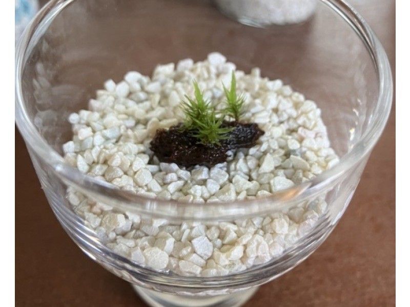 [Nagano, Lake Shirakaba] Moss terrarium making experience Even if you are alone, you are welcome! A workshop that parents and children can do Moss terrarium making experienceの紹介画像