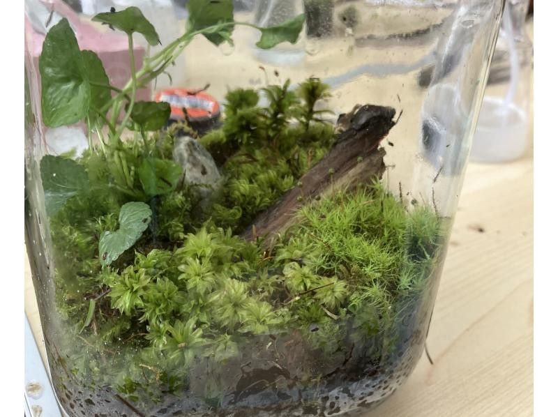 [Lake Shirakaba] Moss Terrarium Making Experience 90-minute Workshop Perfect for Independent Research! Moss Terrarium Experience Rainy Day Activityの紹介画像