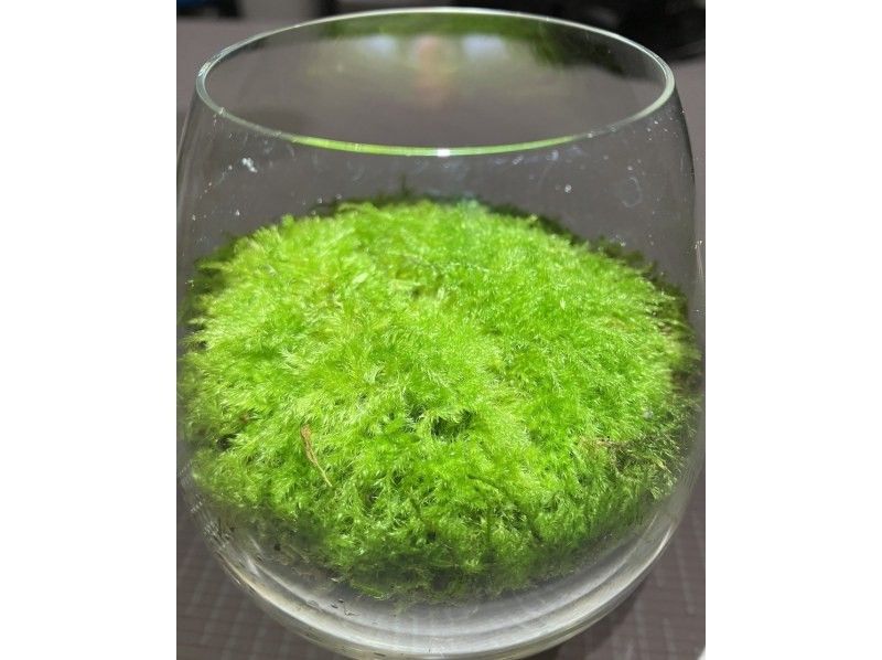 [Nagano, Lake Shirakaba] Moss terrarium making experience Even if you are alone, you are welcome! A workshop that parents and children can do Moss terrarium making experienceの紹介画像