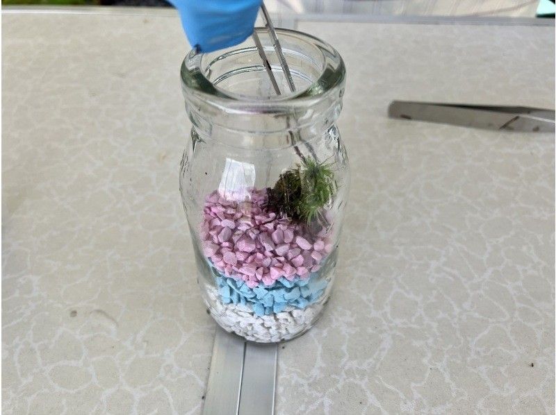 SALE! [Nagano, Lake Shirakaba] Moss terrarium making experience Even if you are alone, you are welcome! A workshop that parents and children can do Moss terrarium making experienceの紹介画像