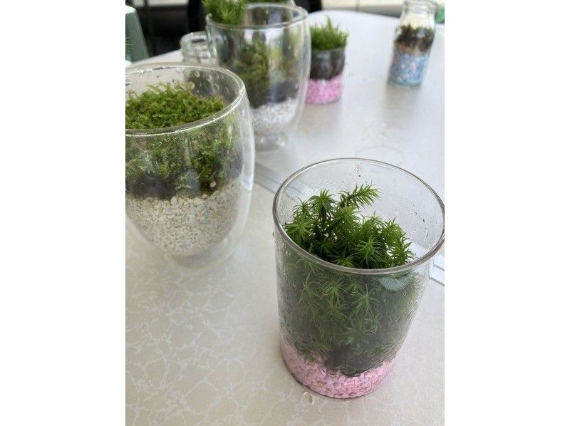 SALE! [Nagano, Lake Shirakaba] Moss terrarium making experience Even if you are alone, you are welcome! A workshop that parents and children can do Moss terrarium making experienceの紹介画像