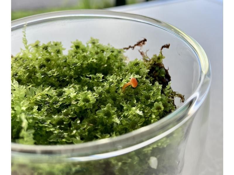 SALE! [Nagano, Lake Shirakaba] Moss terrarium making experience Even if you are alone, you are welcome! A workshop that parents and children can do Moss terrarium making experienceの紹介画像