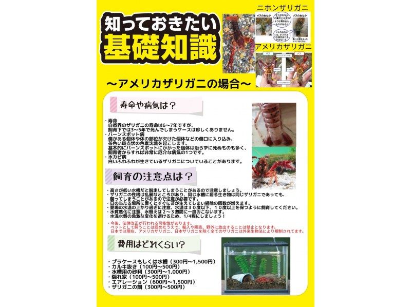 東京・調布】森でカブトムシクワガタの幼虫・小川でオニヤンマのヤゴを