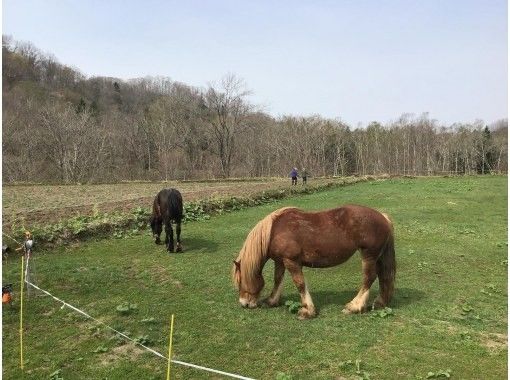 北海道・豊浦町】はたらく馬と過ごし木彫り馬をつくる〜「馬とつくる森