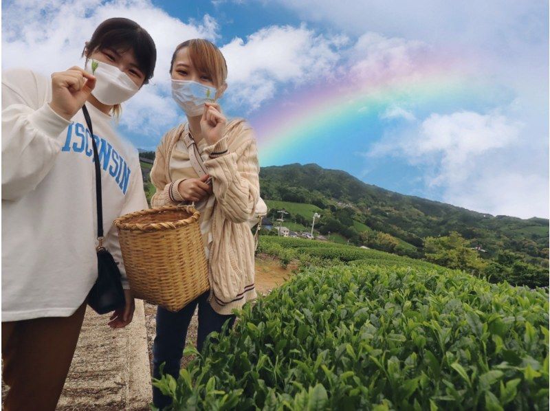 [Wazuka Town, Kyoto] Tea picking experience in Wazuka, a famous Uji tea production area ♪ Children and the elderly can feel at ease with the instructor's detailed lectures! Good access from Nara!の紹介画像
