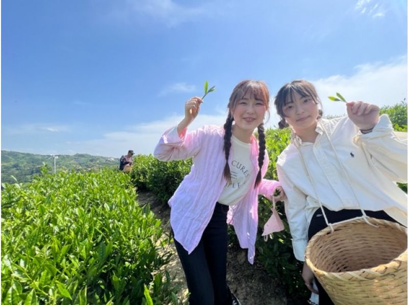 [Wazuka Town, Kyoto] Tea picking experience in Wazuka, a famous Uji tea production area ♪ Children and the elderly can feel at ease with the instructor's detailed lectures! Good access from Nara!の紹介画像