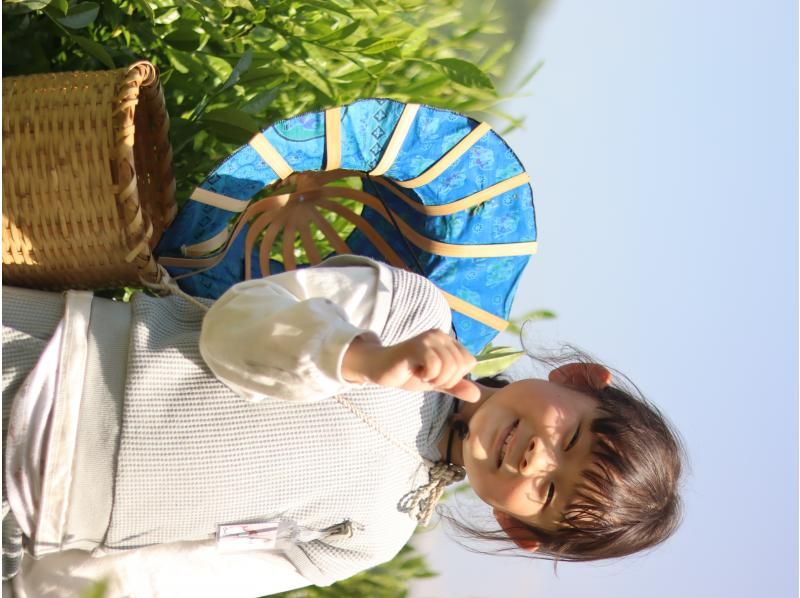 [เมืองวาซูกะ เกียวโต] ประสบการณ์การเก็บชาในวาซูกะ พื้นที่ผลิตชาอุจิอันโด่งดัง ♪ เด็กและผู้สูงอายุสามารถรู้สึกสบายใจด้วยการบรรยายอย่างละเอียดของอาจารย์ผู้สอน! เข้าถึงได้ดีจากนารา!の紹介画像