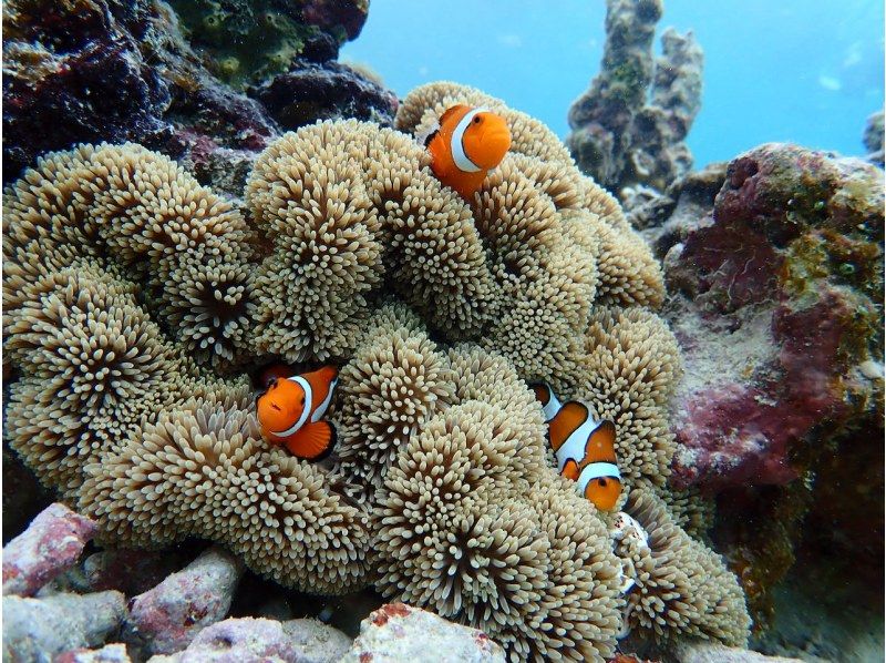 [沖繩/宮古島] 中之島海岸浮潛の紹介画像