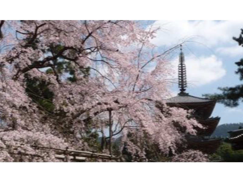 [京都] 醍醐寺“宇月茶屋” 在與太鼓有關的古廟享用午餐並參觀醍醐寺（參觀三寶院）の紹介画像