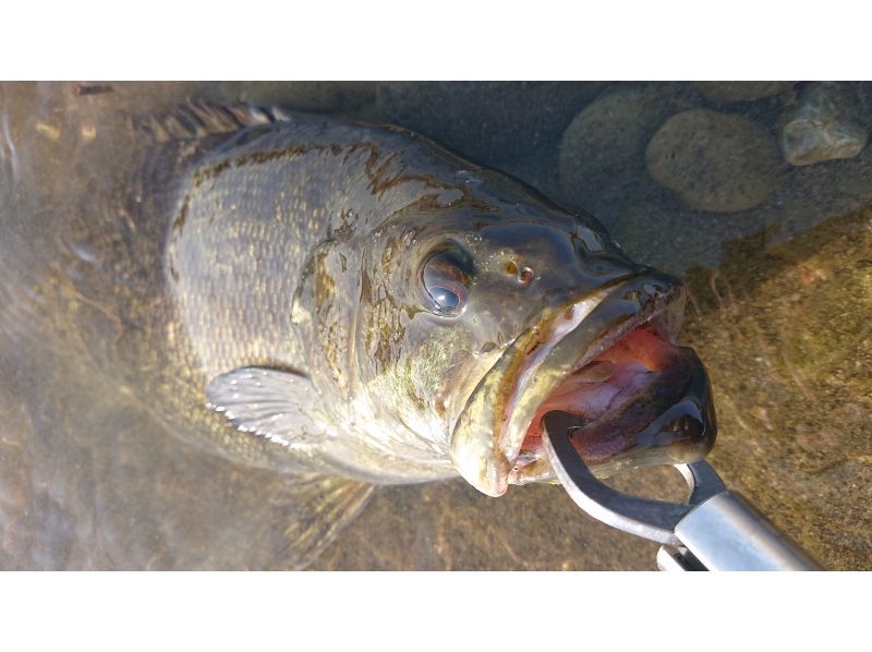 [Tokyo/ Tamagawa] For families! Smallmouth Bass, Catfish, Nigoi Fishing Experience