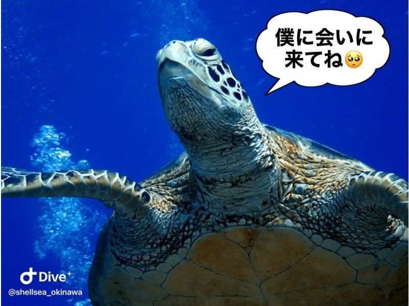 春季促銷正在進行中♪♪[沖繩/那霸]慶良間體驗潛水計劃♪包括寄宿費，包括視頻/照片拍攝◎推薦給女性、家庭和情侶◎の紹介画像