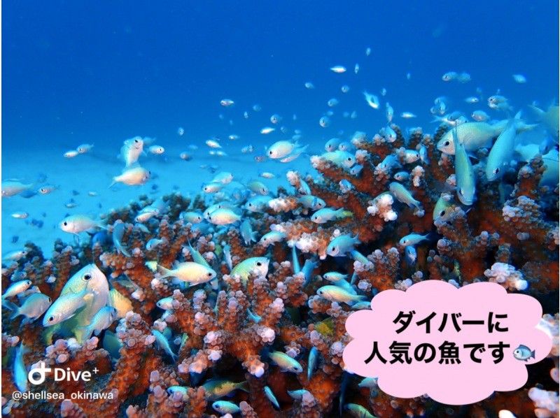 Spring sale underway ♪♪ [Okinawa/Naha] Kerama FUN Diving ♪ (Morning/Afternoon) Boarding fee included, video/photo shoot included ◎ Recommended for women and couples ◎の紹介画像