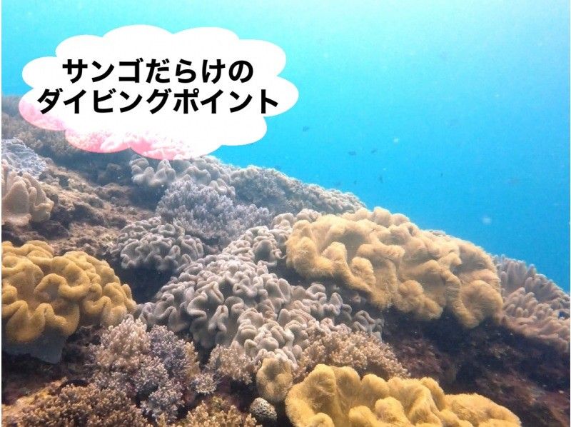 春季促銷正在進行中♪♪[沖繩/那霸]尼莫和珊瑚充滿樂趣的潛水♪（每天4班）包括登機費，拍攝照片●推薦給女性和情侶●の紹介画像