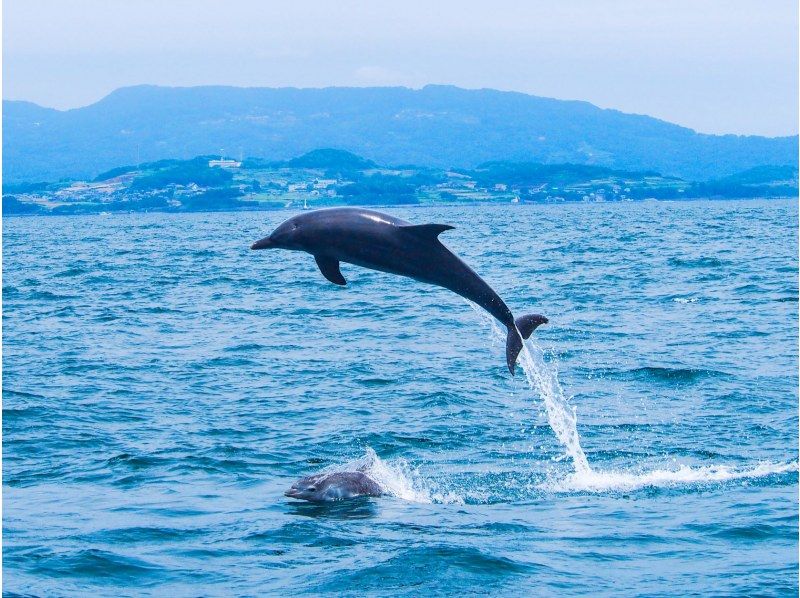 【長崎】南島原イルカウォッチングクルーズチケットの紹介画像