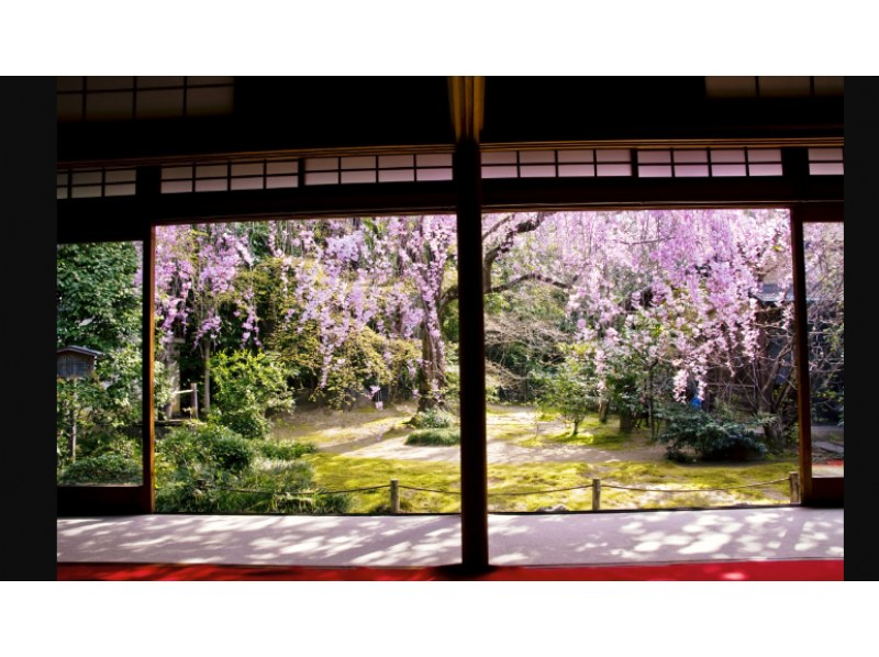 【京都】妙心寺塔頭退蔵院参拝と花心でランチプランの紹介画像