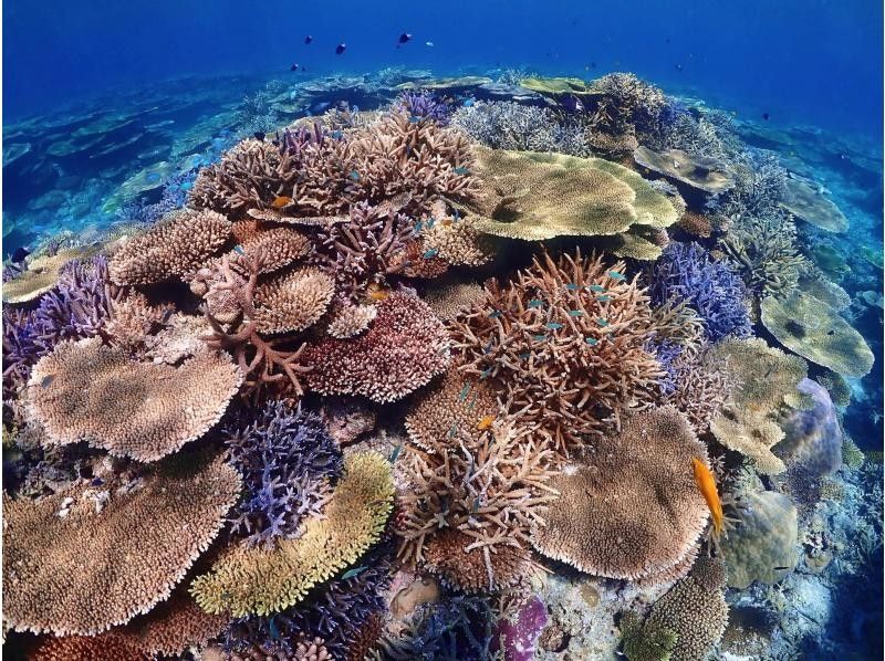 【オフシーズンセール】【地域クーポン利用可能プラン】《石垣島》「半日貸切り」1日２組限定、ファミリー・友達同士にオススメプラン！！の紹介画像