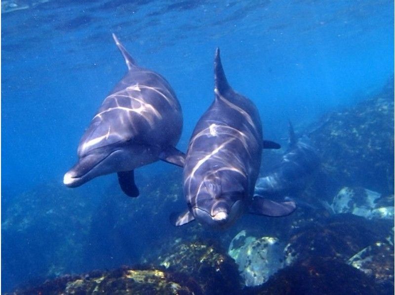 [Tokyo, Nerima Ward] to those who want to swim with the dolphins! Dolphin swim course!の紹介画像