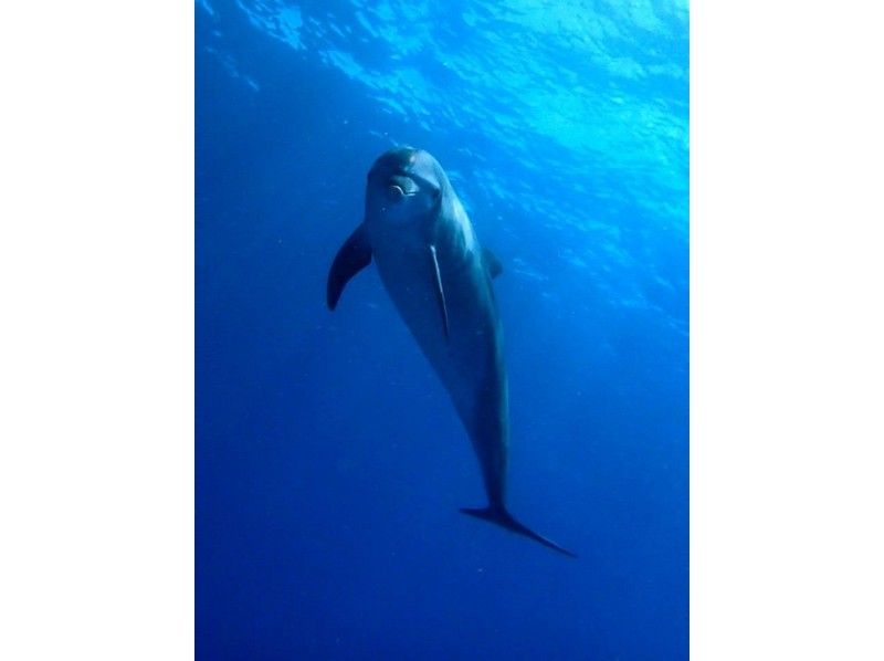 [Tokyo, Nerima Ward] to those who want to swim with the dolphins! Dolphin swim course!の紹介画像