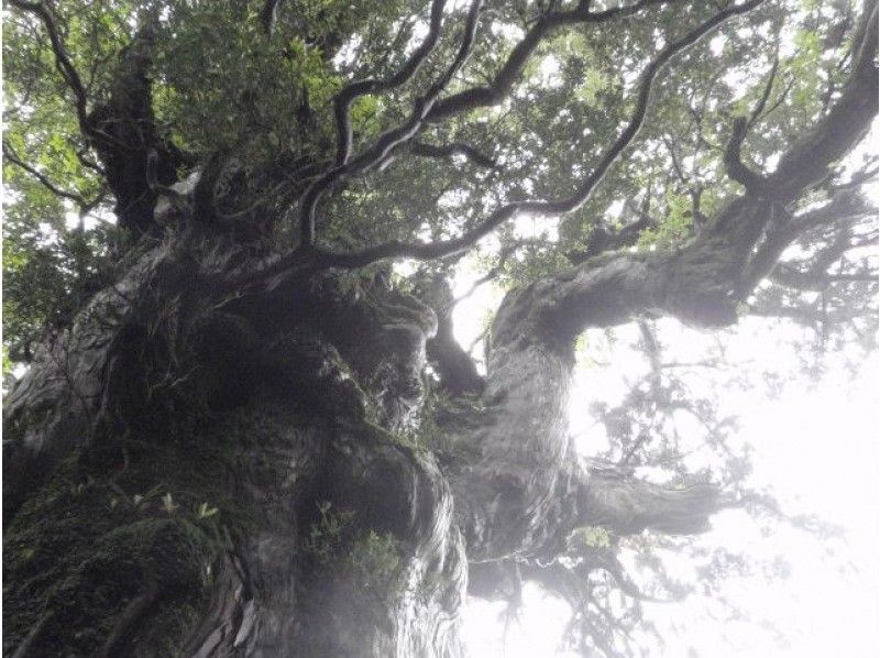 【鹿児島・屋久島　大人気！】憧れの巨大屋久杉を気軽に見に行こう！お手軽ハイキング！の紹介画像