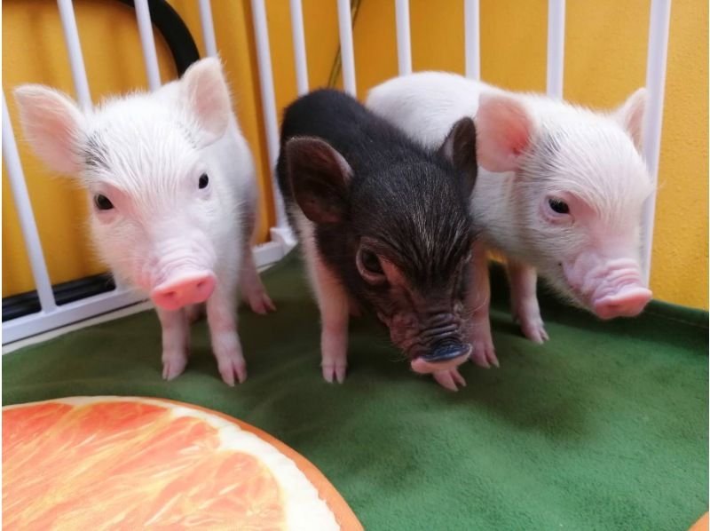 【Piglets cafe】マイクロブタカフェ福岡店の紹介画像