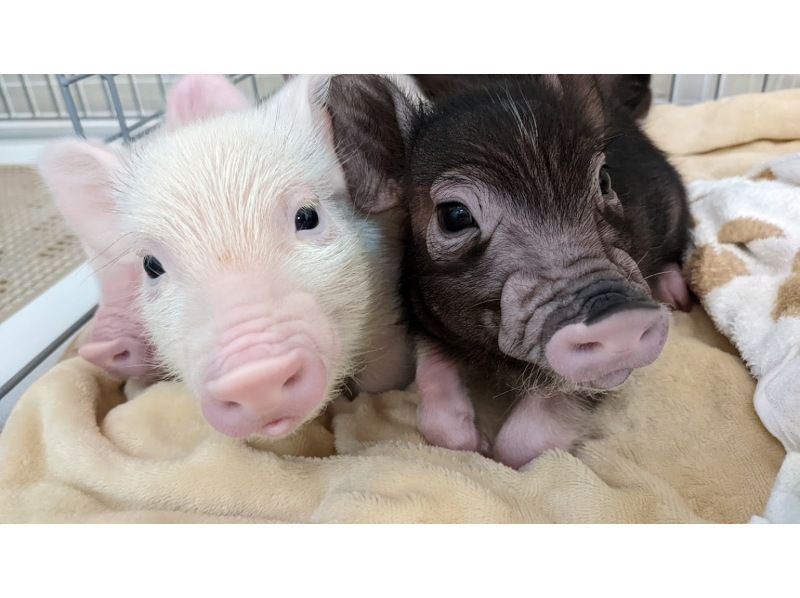 【Piglets cafe】マイクロブタカフェ福岡店の紹介画像