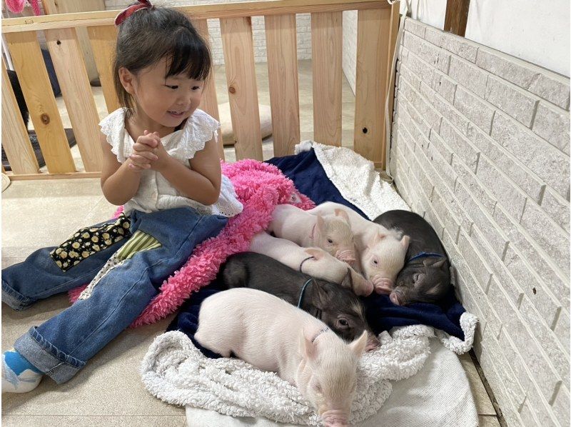 【Piglets cafe】マイクロブタカフェ福岡店の紹介画像