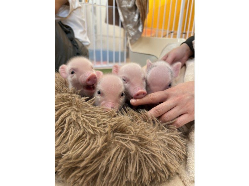 【Piglets cafe】マイクロブタカフェ福岡店の紹介画像