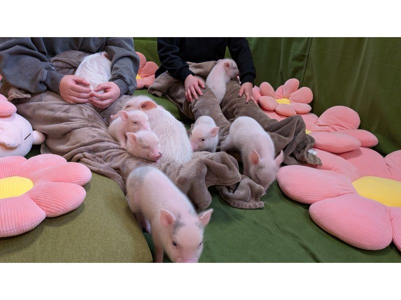 【Piglets cafe】マイクロブタカフェ福岡店の紹介画像