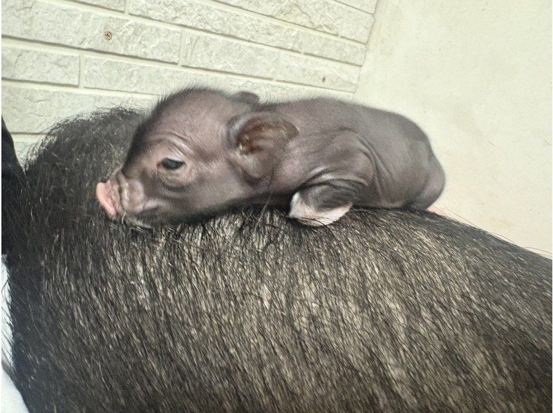 【Piglets cafe】マイクロブタカフェ福岡店の紹介画像