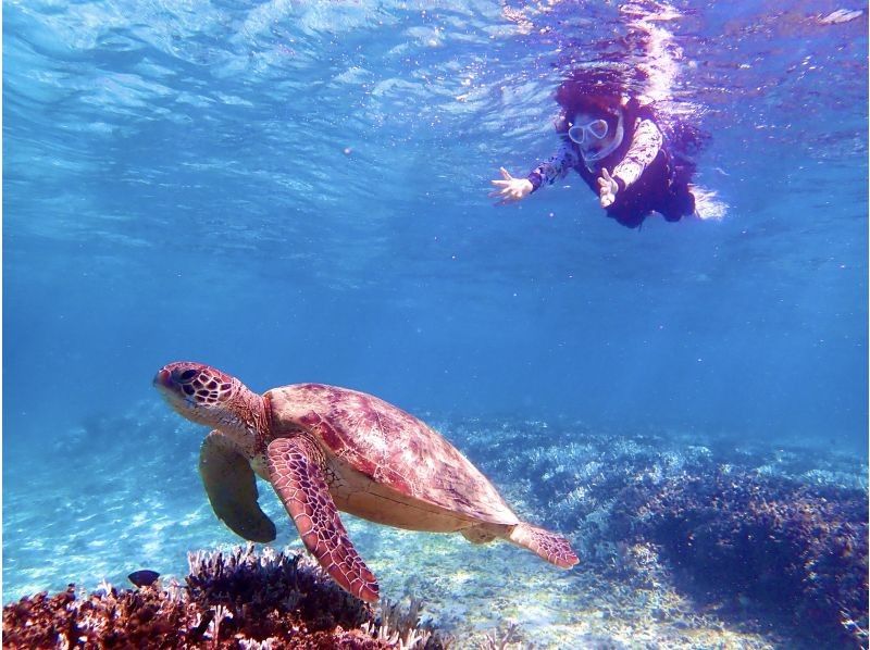 【奄美1人旅の方.カップル旅歓迎！送迎無料】１日満喫セット（ウミガメシュノーケルORカヌー＆ドライブツアー！）１３時以降はナイトツアー付！の紹介画像