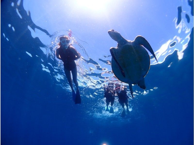 ≪Ishigakijima PM only≫ No. 1 popular sea turtle snorkel Photo, video, drink serviceの紹介画像