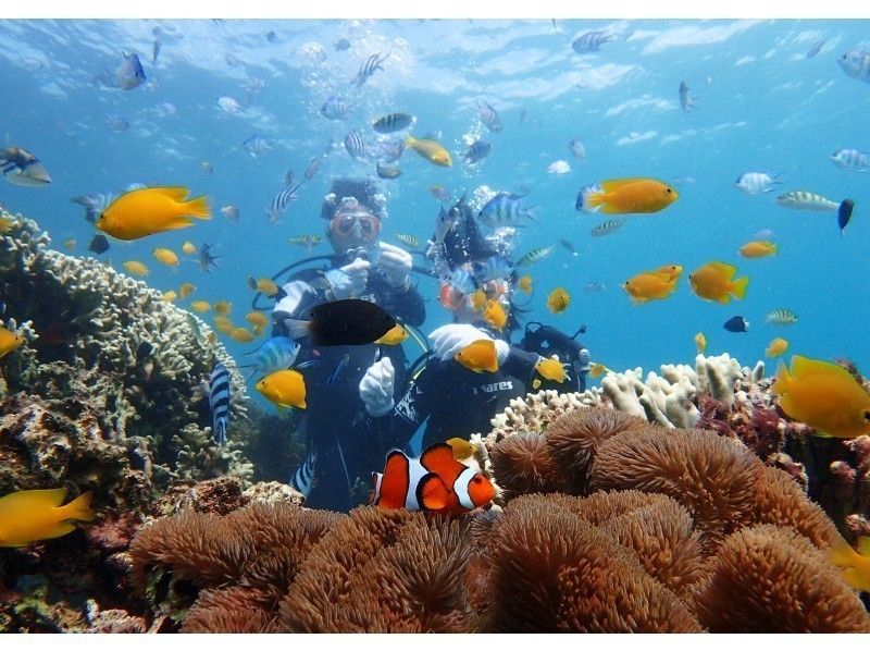 [오키나와현 &middot;토우카이해안 프라이빗 비치] 전세 한가로이 체험다이빙の紹介画像