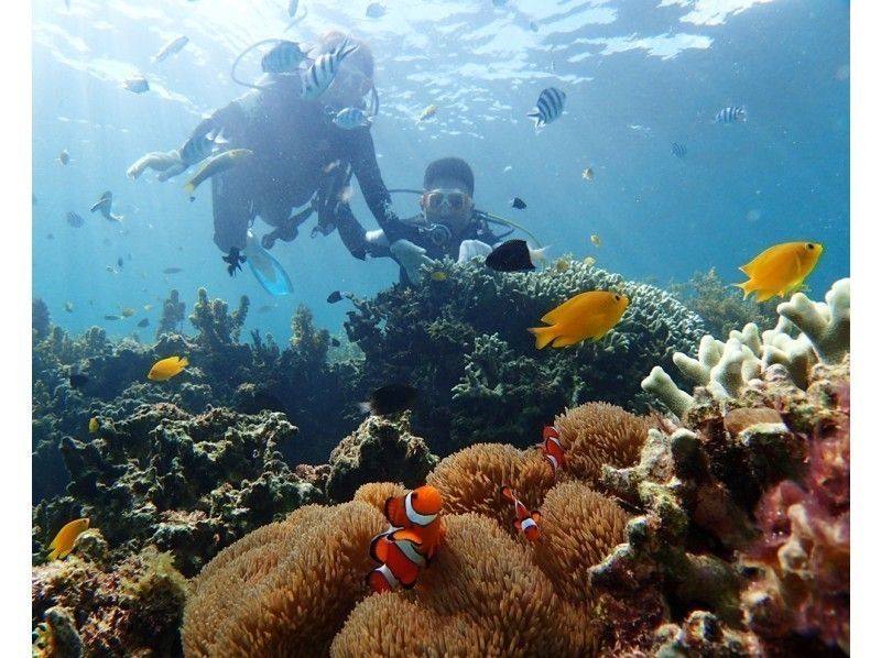 [오키나와현 &middot;토우카이해안 프라이빗 비치] 전세 한가로이 체험다이빙の紹介画像