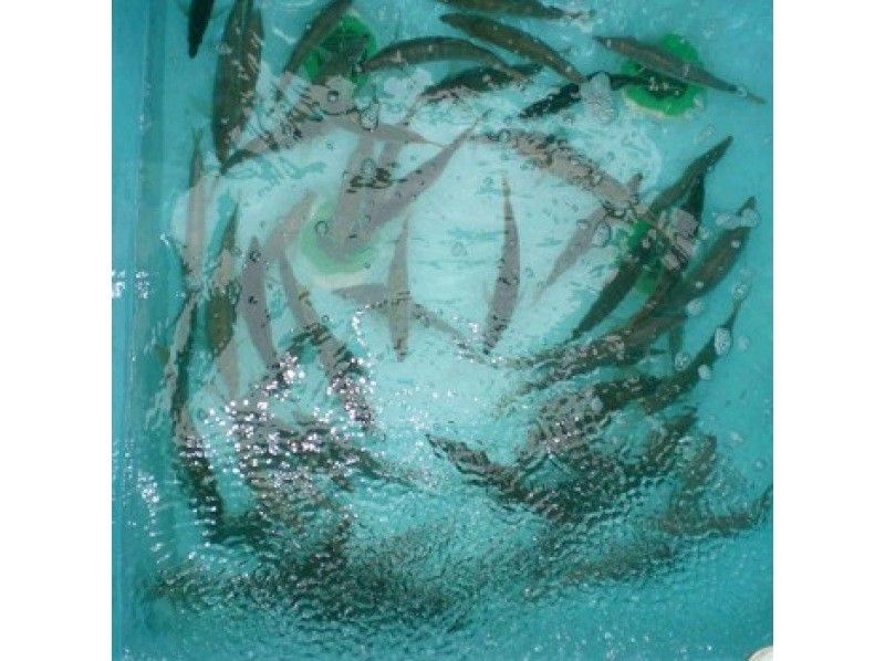 【兵庫・淡路】貸切便・午後プラン｜時期により釣り方、釣り物変動。要確認。｜6名様まで同料金｜初心者・ベテラン・釣りガール・ファミリー 歓迎｜の紹介画像