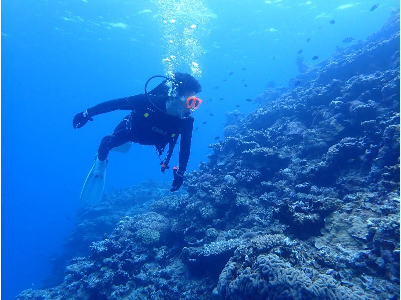 【沖縄・石垣島】ライセンス取り立てファンダイビング※レンタル込みの紹介画像