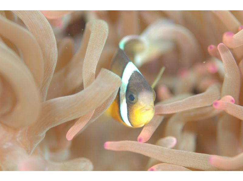 [Shizuoka Izu Marine Park] Open Water Diver Course (diving license)の紹介画像