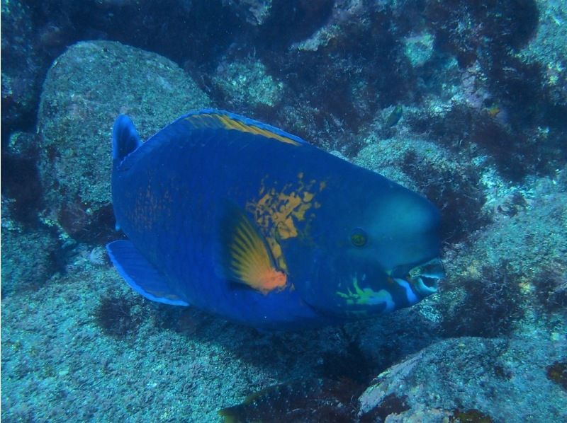 [Shizuoka Izu Marine Park] Open Water Diver Course (diving license)の紹介画像